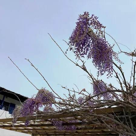Andros Tetrafylli Kipri (Andros)